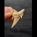 2.5 cm Serratolamna gasfana - shark tooth from Morocco