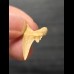 2.5 cm Serratolamna gasfana - shark tooth from Morocco