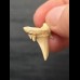 2.5 cm Serratolamna gasfana - shark tooth from Morocco