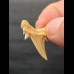 2.5 cm Serratolamna gasfana - shark tooth from Morocco