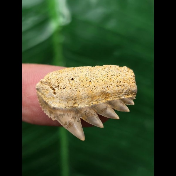 2.4 cm Notorynchus primigenius (gray shark †) - shark tooth from Eckelsheim #1