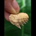 2.4 cm Notorynchus primigenius (gray shark †) - shark tooth from Eckelsheim #1