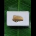 2.7 cm Notorynchus primigenius (gray shark †) - shark tooth from Eckelsheim #2