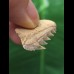 2.7 cm Notorynchus primigenius (gray shark †) - shark tooth from Eckelsheim #2