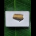 2.6 cm Notorynchus primigenius (gray shark †) - shark tooth from Eckelsheim #3
