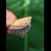 2.6 cm Notorynchus primigenius (gray shark †) - shark tooth from Eckelsheim #3