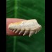 2,7 cm Notorynchus primigenius (Grauhai †) - Haizahn aus Eckelsheim #4