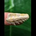 2,7 cm Notorynchus primigenius (Grauhai †) - Haizahn aus Eckelsheim #4