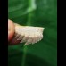 2,7 cm Notorynchus primigenius (Grauhai †) - Haizahn aus Eckelsheim #4