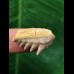 2,5 cm Notorynchus primigenius (Grauhai †) - Haizahn aus Eckelsheim #5