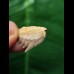 2,5 cm Notorynchus primigenius (Grauhai †) - Haizahn aus Eckelsheim #5
