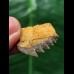 2.5 cm Notorynchus primigenius (gray shark †) - shark tooth from Eckelsheim #7