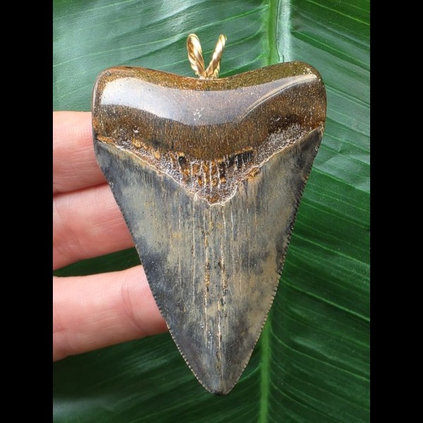 7.0 cm large blue tooth from Megalodon as a pendant