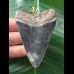 7.0 cm large blue tooth from Megalodon as a pendant