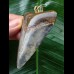 7.0 cm large blue tooth from Megalodon as a pendant