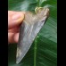 7.0 cm large blue tooth from Megalodon as a pendant
