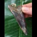7.0 cm large blue tooth from Megalodon as a pendant