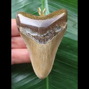 7.4 cm brown-gray tooth from Megalodon as a pendant