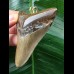 7.4 cm brown-gray tooth from Megalodon as a pendant