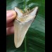 7.4 cm brown-gray tooth from Megalodon as a pendant
