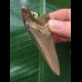 7.4 cm brown-gray tooth from Megalodon as a pendant