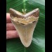 7.4 cm brown-gray tooth from Megalodon as a pendant