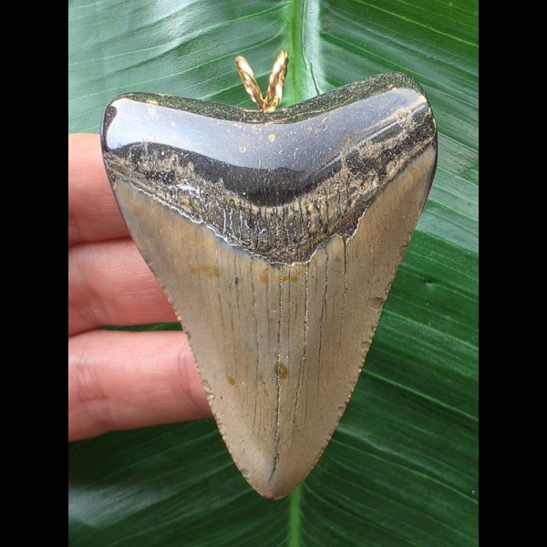 6,9 cm grauer Zahn des Megalodon als Anhänger