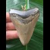 6,9 cm grauer Zahn des Megalodon als Anhänger