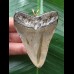 6,9 cm grauer Zahn des Megalodon als Anhänger