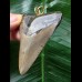 6,9 cm grauer Zahn des Megalodon als Anhänger
