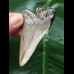 6,9 cm grauer Zahn des Megalodon als Anhänger