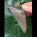 6,9 cm grauer Zahn des Megalodon als Anhänger