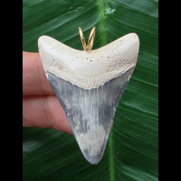 4.8 cm blue tooth from Megalodon as a pendant