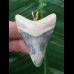 4.8 cm blue tooth from Megalodon as a pendant