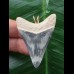 4.8 cm blue tooth from Megalodon as a pendant