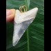 4.8 cm blue tooth from Megalodon as a pendant