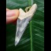 4.8 cm blue tooth from Megalodon as a pendant