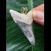 4.8 cm blue tooth from Megalodon as a pendant