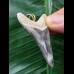 4.8 cm blue tooth from Megalodon as a pendant