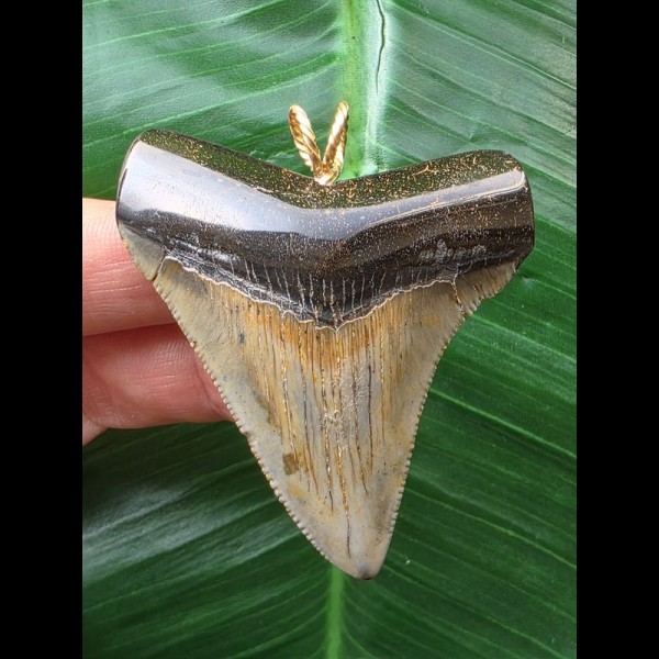 5.9 cm multifaceted colored tooth of Megalodon as a pendant