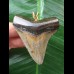 5.9 cm multifaceted colored tooth of Megalodon as a pendant