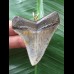 5.9 cm multifaceted colored tooth of Megalodon as a pendant