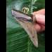 5.9 cm multifaceted colored tooth of Megalodon as a pendant