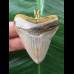 5,3 cm schön gefärbter Zahn des Megalodon als Anhänger