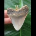 5,3 cm schön gefärbter Zahn des Megalodon als Anhänger