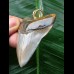 5,3 cm schön gefärbter Zahn des Megalodon als Anhänger