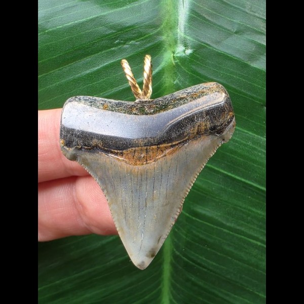 4.2 cm dark tooth of Carcharocles angustidens as a pendant