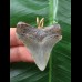4.2 cm dark tooth of Carcharocles angustidens as a pendant