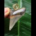 4.2 cm dark tooth of Carcharocles angustidens as a pendant