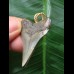 4.2 cm dark tooth of Carcharocles angustidens as a pendant